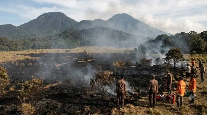Kebakaran Gunung Gede Pangrango Masuk Hari Keempat, 10 Hektare Terbakar